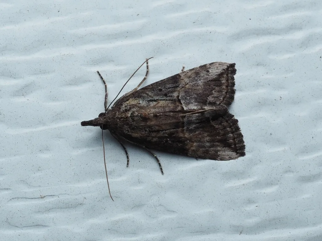 Adult green cloverworm moth, mottled gray-brown with a snout-like projection, resting on a wall