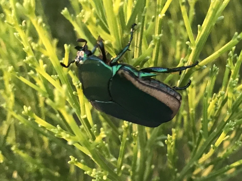 Figeater beetle, a large metallic green scarab, resting on grass blades