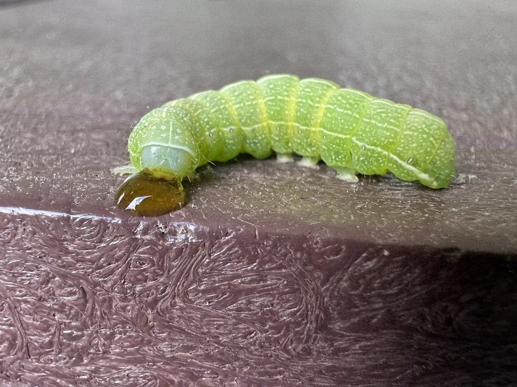 Speckled green fruitworm caterpillar, bright green with pale stripes along the back and sides