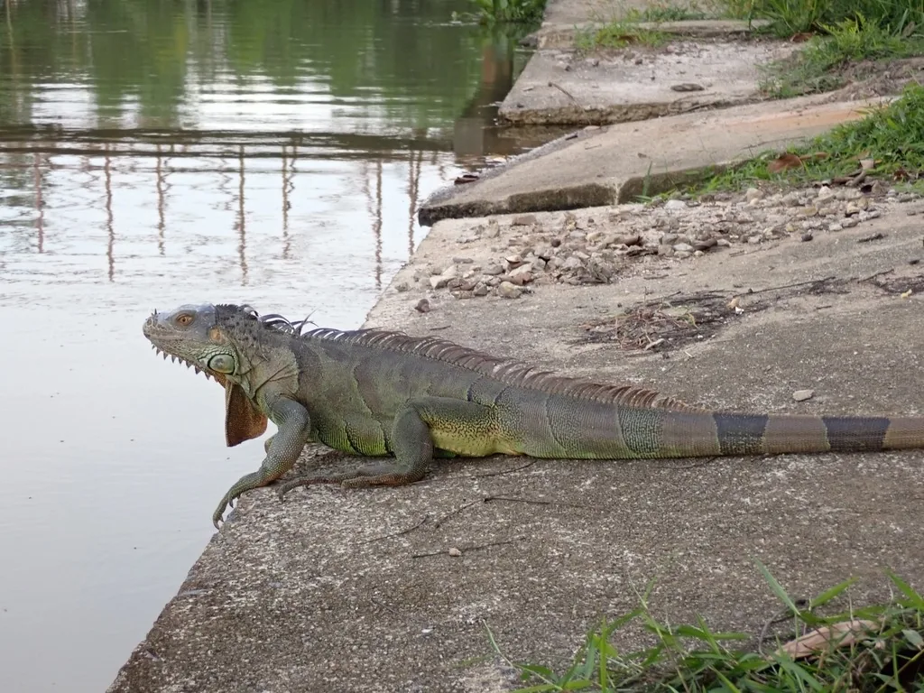 Adult green iguana, gray-green with dark rings on its tail and a row of spikes down its back, basking on a concrete seawall beside a canal