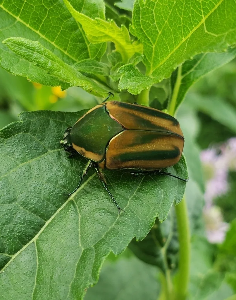 Green June beetle, a broad metallic green scarab with bronze stripes and edges on its wing covers, resting on a green leaf