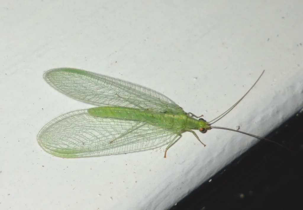 Adult green lacewing with a slender pale green body, long antennae and clear, finely veined wings, resting on a white surface