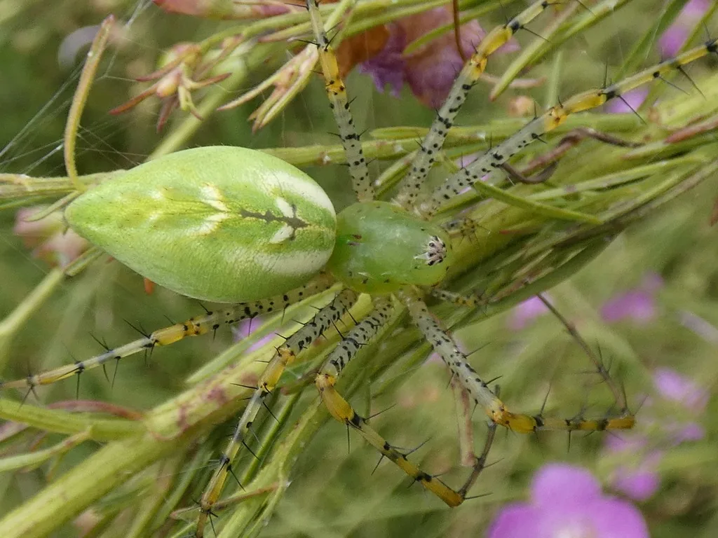 Bright green green lynx spider with spiny legs, perched on a plant
