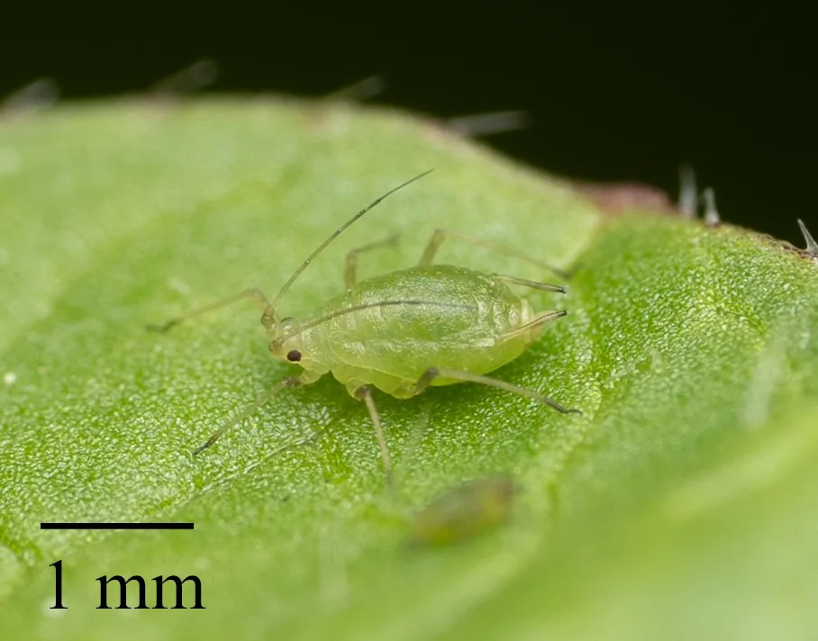 Green peach aphid, a small pale green aphid on a leaf