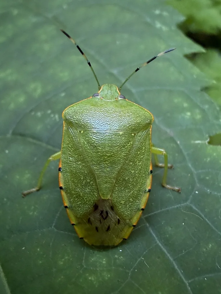 Adult green stink bug, a bright green shield-shaped bug with a thin yellow edge, seen from above on a leaf