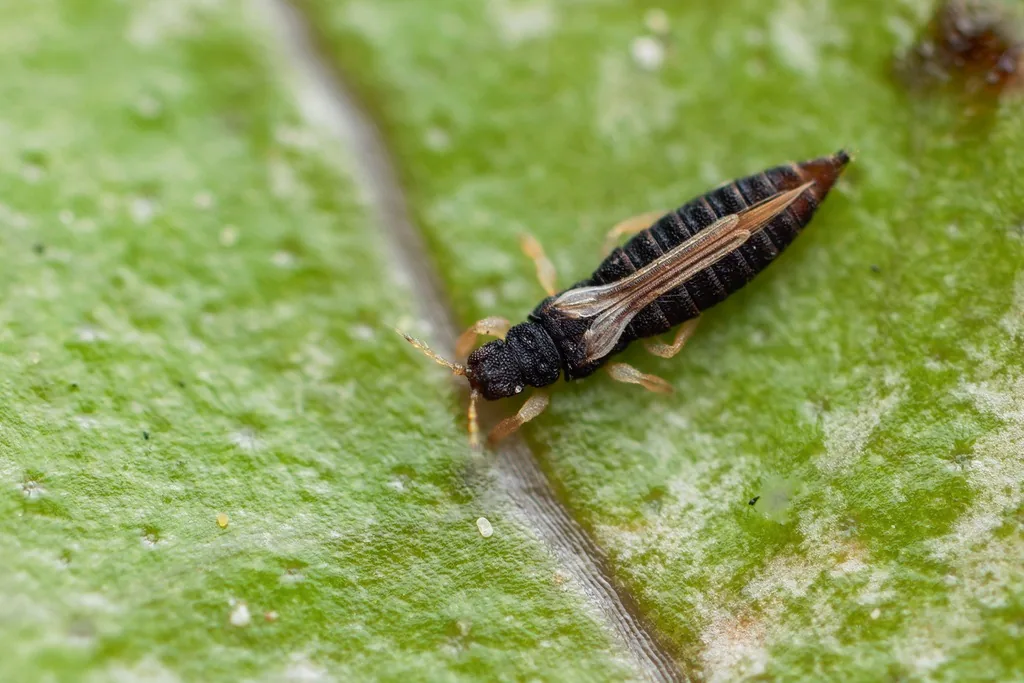 Greenhouse thrips adult, dark-bodied with pale wings, on a leaf