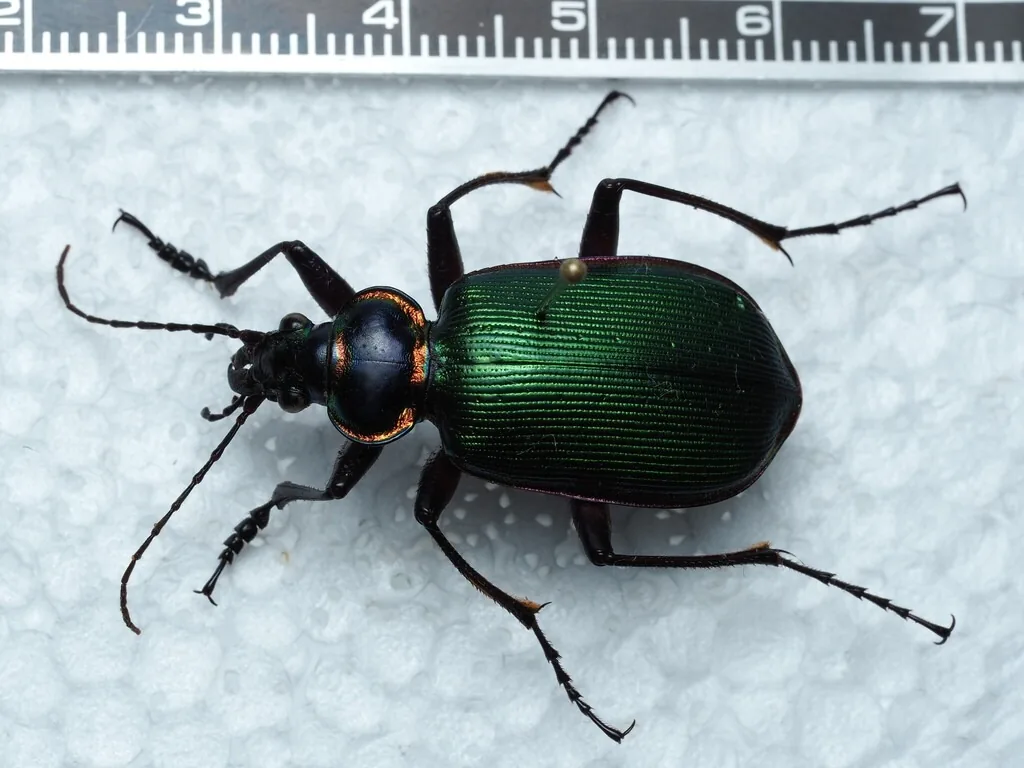 Fiery searcher ground beetle with metallic green ridged wing covers and long black legs, next to a ruler on a white surface