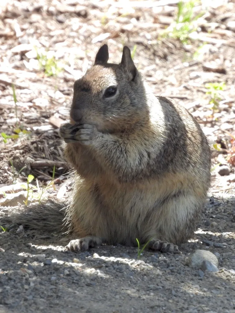 California ground squirrel with mottled brown and gray fur and a pale eye ring, sitting upright on bare ground and eating