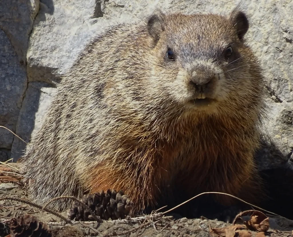 Groundhog with grizzled gray-brown fur and a chunky body, sitting upright and facing the camera beside a rock