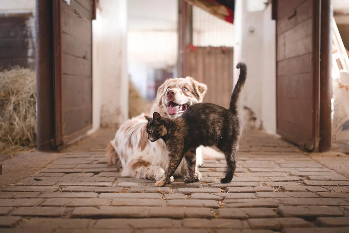 A relaxed dog and cat resting together indoors