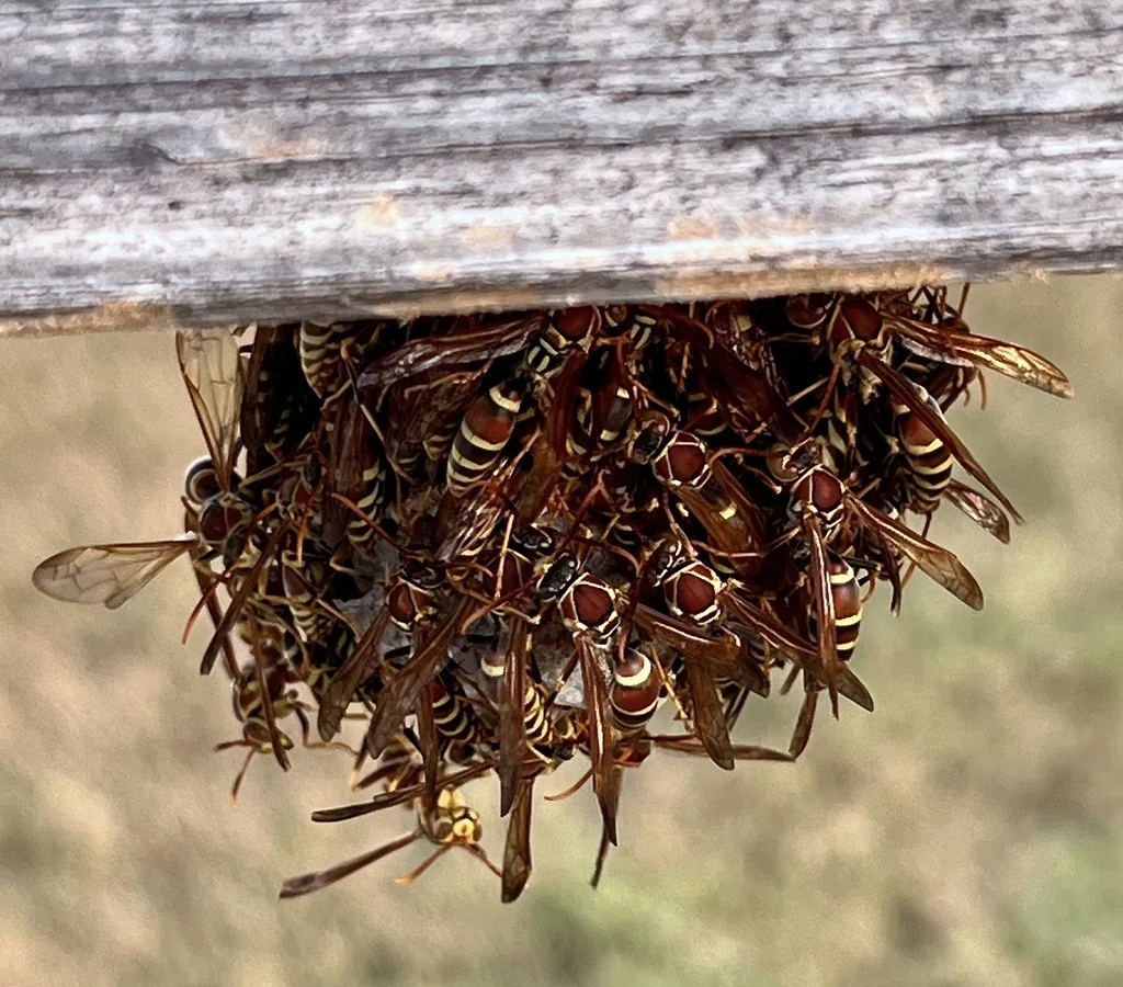 Guinea paper wasps, brown with yellow bands, clustered on their nest under a board