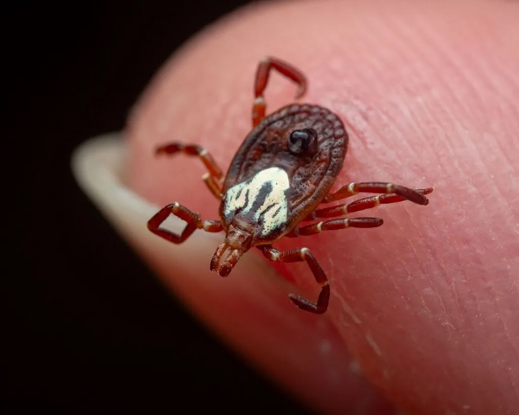 Adult female Gulf Coast tick on a fingertip, reddish-brown with a small dark shield behind the head marked with silvery-white stripes