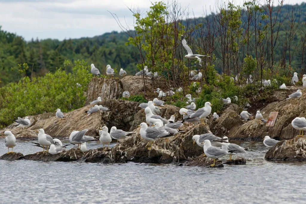 Nesting colony of adult ring-billed gulls with white bodies, pale gray wings and yellow legs crowded onto a rocky island at the edge of a lake