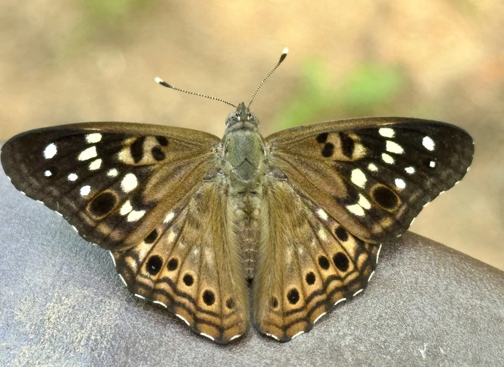 Brown hackberry emperor butterfly with white and black spots, wings open