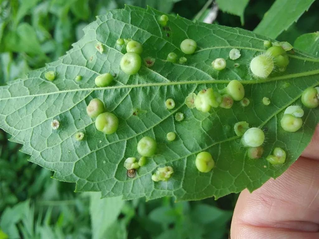 Underside of a hackberry leaf dotted with round green nipple galls made by hackberry psyllids