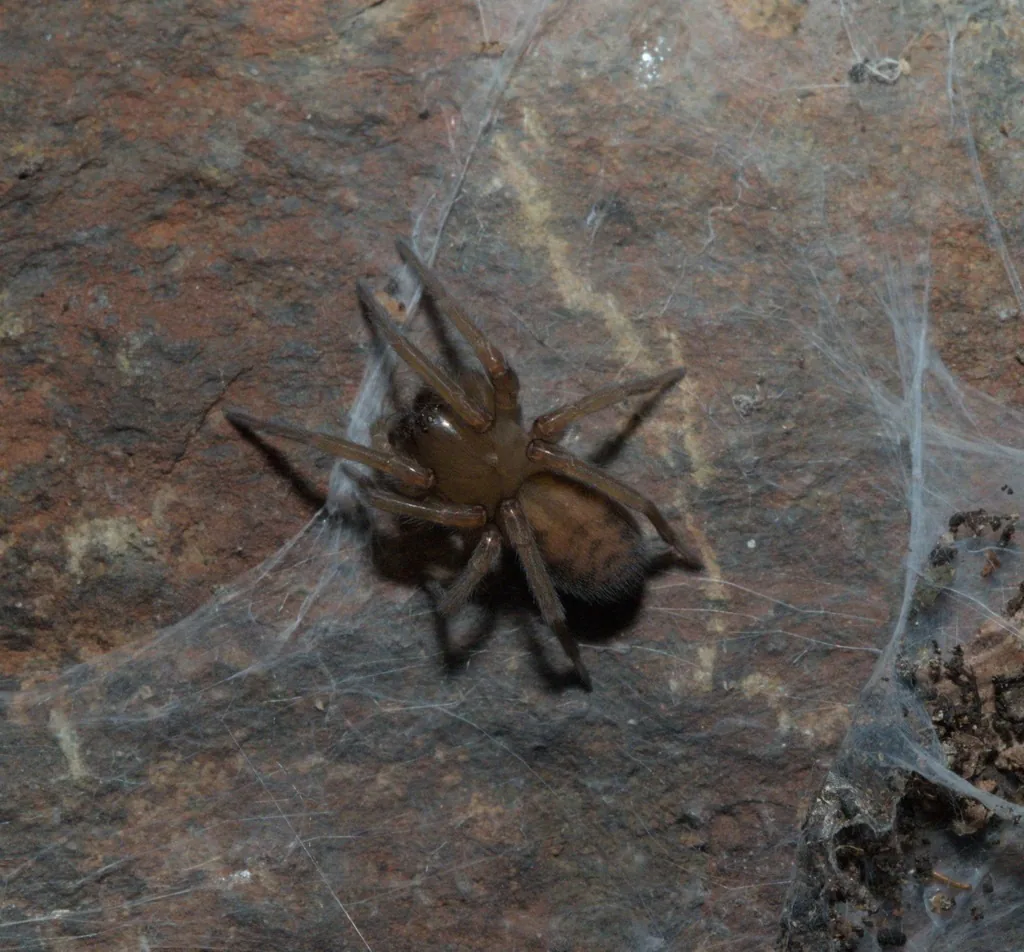 Hacklemesh weaver, a reddish-brown spider, in its tangled mesh web