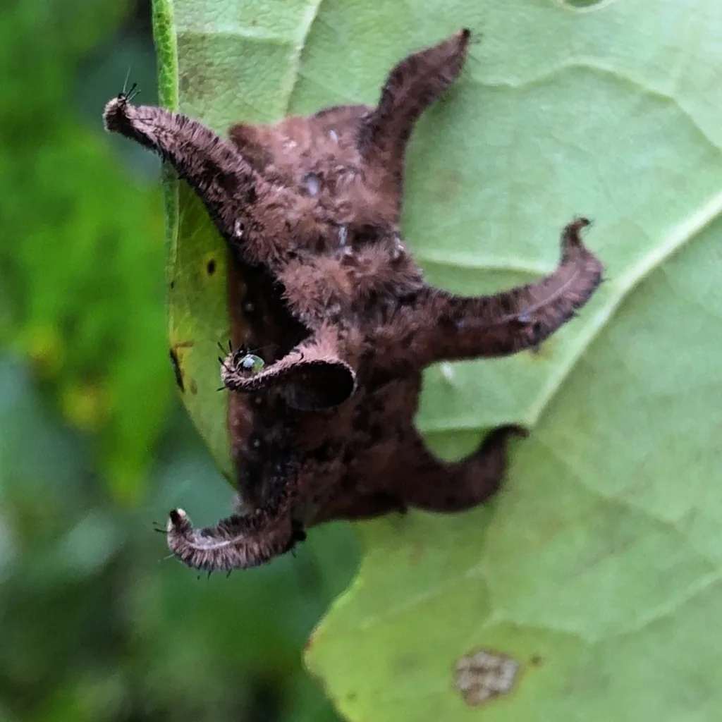 Hag moth caterpillar, a brown hairy caterpillar with curled fleshy lobes that resembles a dried leaf, on a leaf
