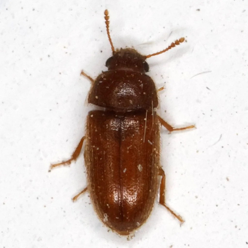 Adult hairy fungus beetle seen from above on a white surface: a tiny, oblong, brown beetle covered in short hairs, with slender clubbed antennae