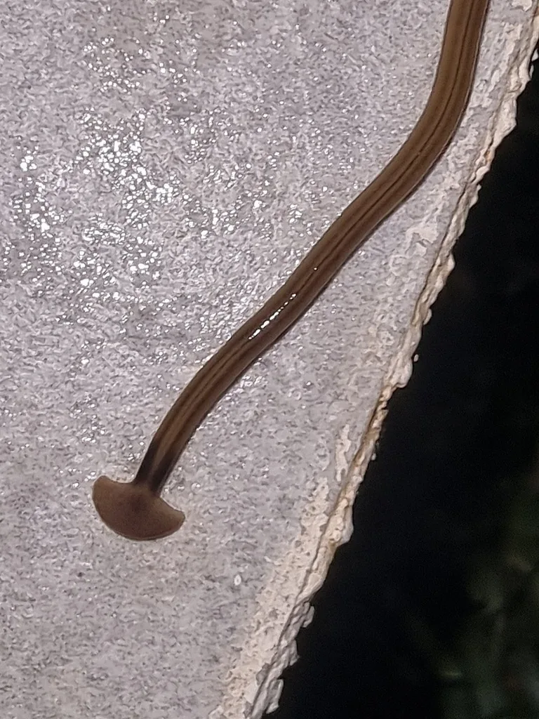 Hammerhead flatworm gliding across pale concrete, a long brown worm with dark stripes and a flat, half-moon-shaped head