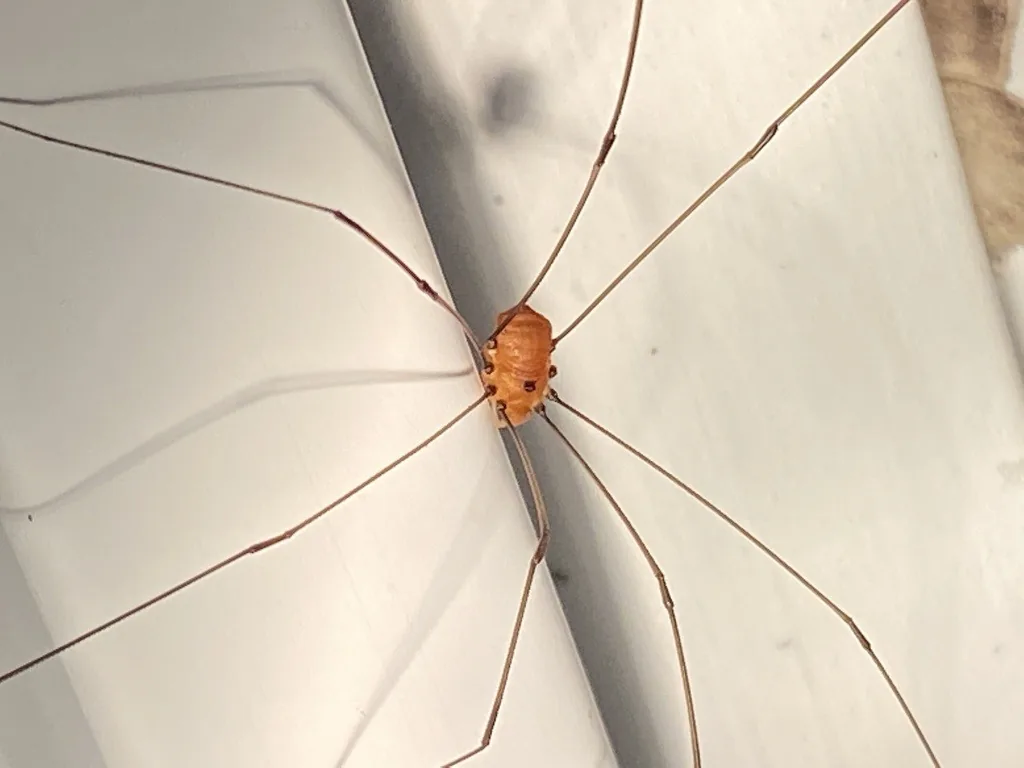 Harvestman with a small orange-brown oval body and eight very long, thin dark legs spread across a white wall