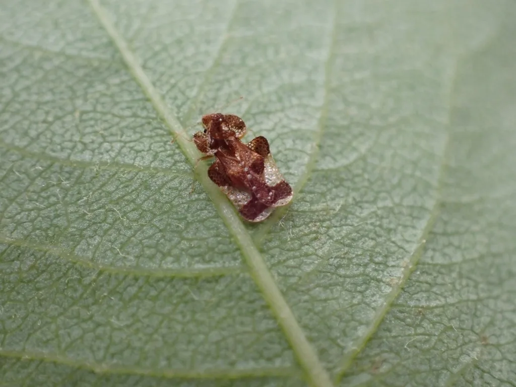 Hawthorn lace bug with lacy, brown-spotted wings on a leaf underside