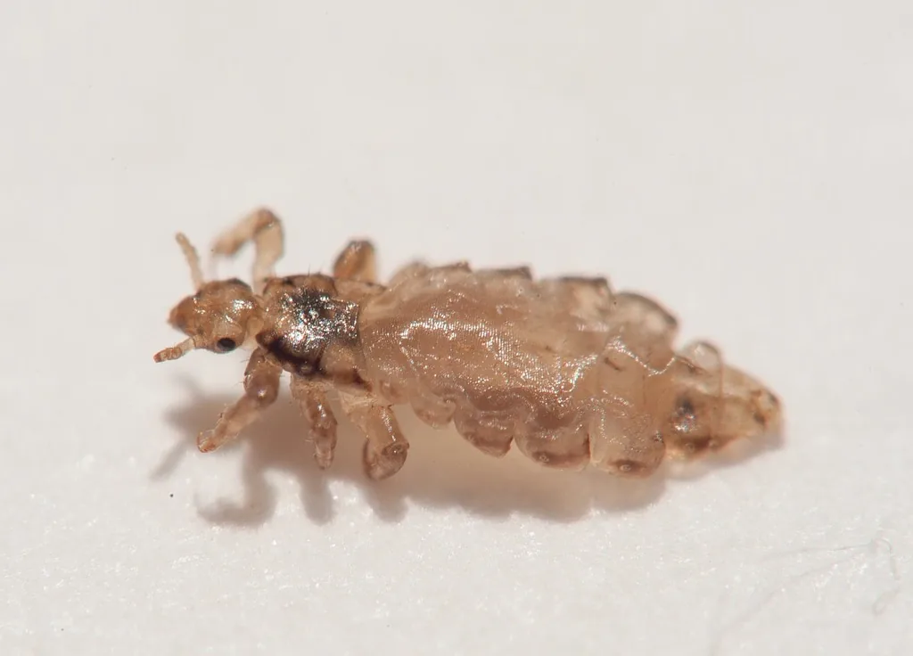 Adult head louse, a flat, wingless, pale tan insect with six clawed legs, on a white surface
