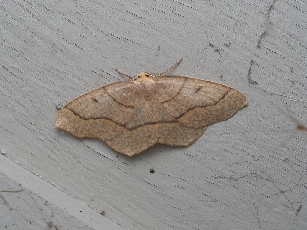 Hemlock looper moth, pale tan with dark-edged bands on its wings