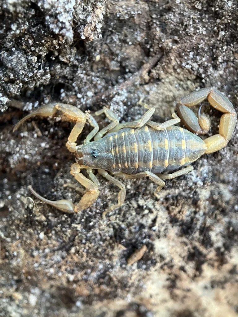 Hentz striped scorpion, tan with dark stripes down the back and slender pincers, on tree bark