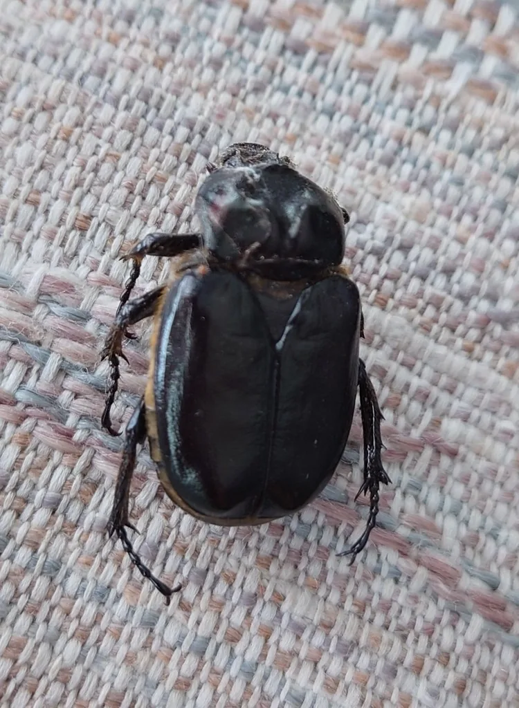 Hermit flower beetle, a large dark brown scarab