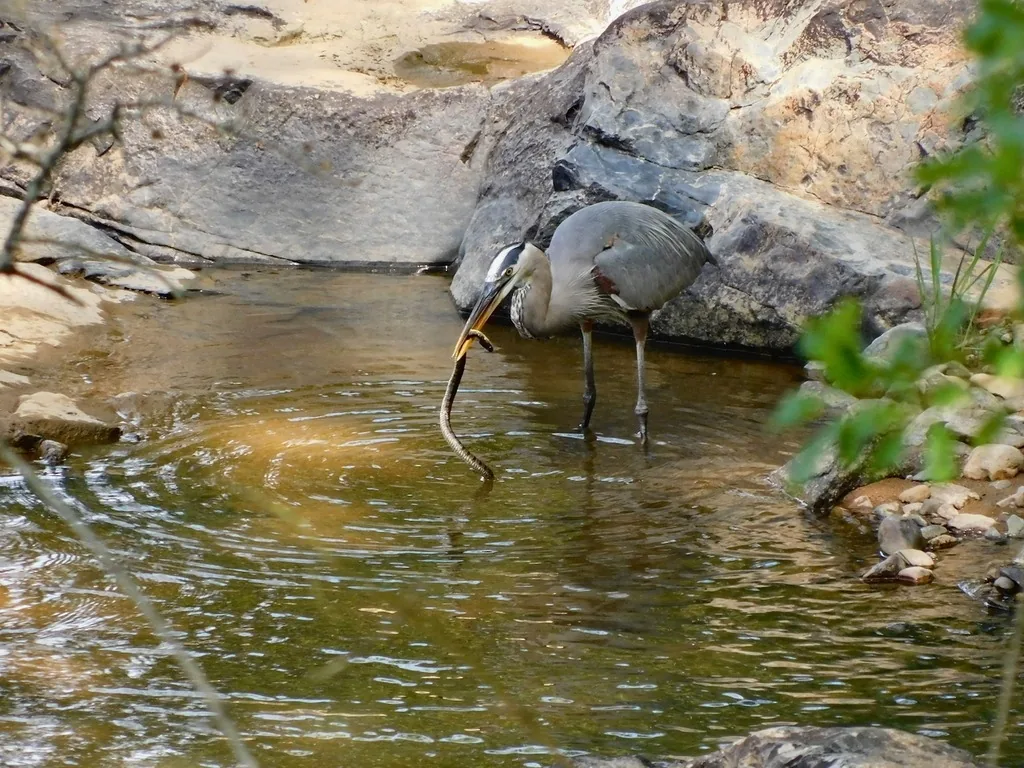 Great blue heron with gray-blue plumage and a long neck wading in a shallow rocky stream