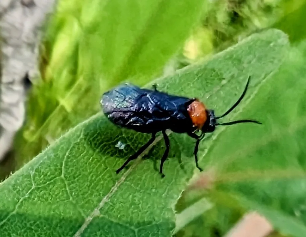 Hibiscus sawfly adult, black with an orange thorax, on a leaf