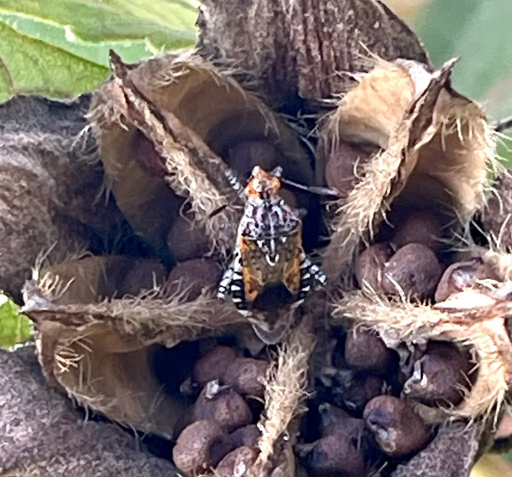 Hibiscus scentless plant bug on an opened rose of Sharon seed pod