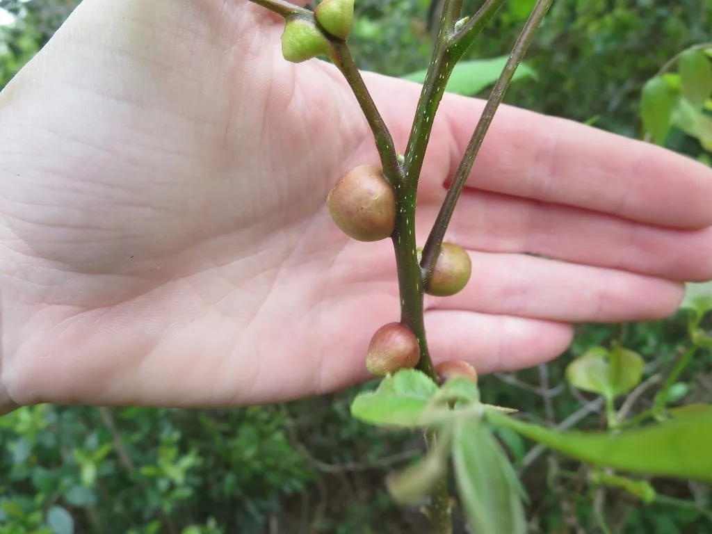 Round reddish hickory gall phylloxera galls on the leaf stems of a hickory twig