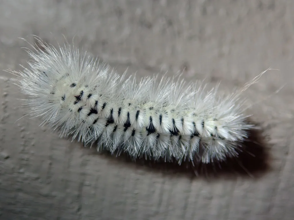 Hickory tussock moth caterpillar covered in white hairs with black tufts along its back