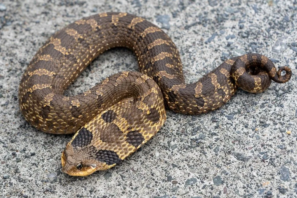 Eastern hognose snake with a brown body and dark blotches, coiled on pavement, showing its upturned snout