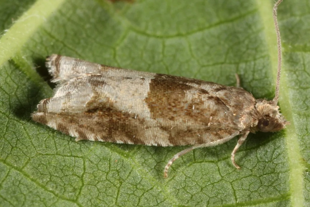 Holly bud moth, a small moth mottled brown and silvery white, on a leaf