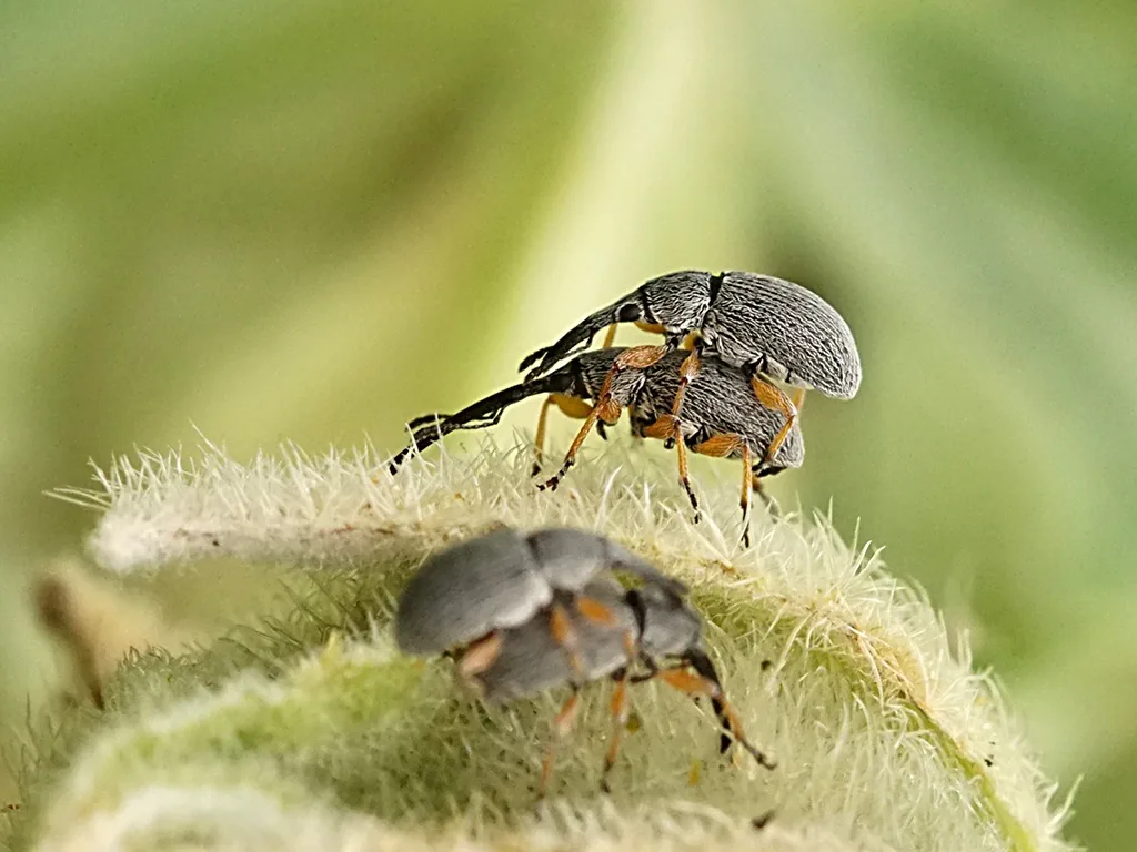 Hollyhock weevils, gray with long snouts and orange legs, on a hairy hollyhock bud