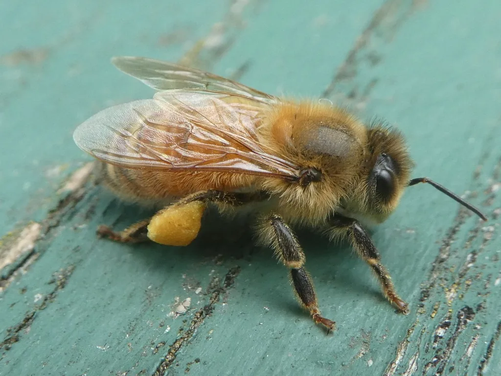 Honey bee worker with pollen on its hind legs