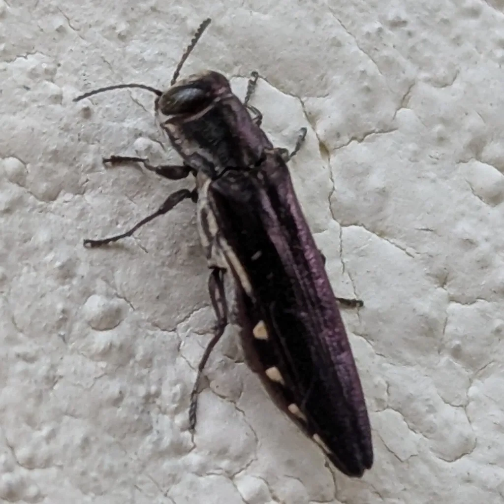 Honeylocust borer, a slender black metallic beetle with small pale spots