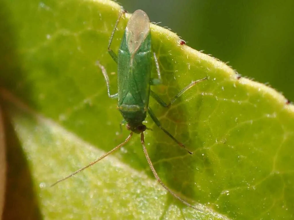 Pale green honeylocust plant bug on a green leaf