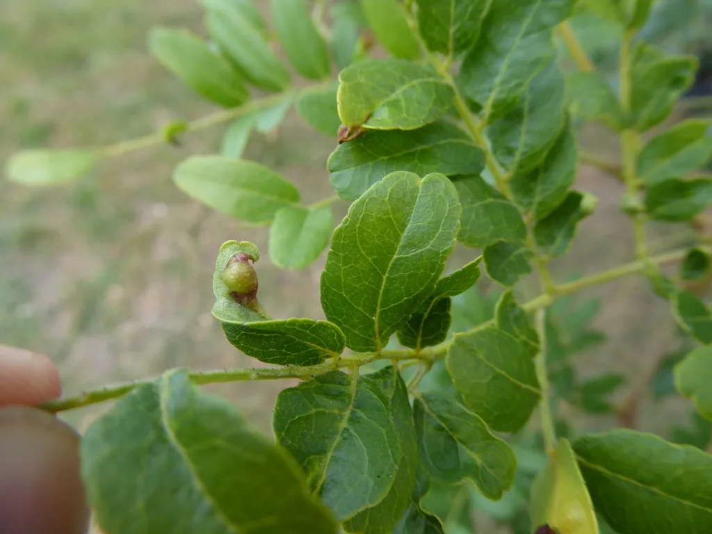 Honeylocust podgall midge damage, leaflets swollen into small green pod-shaped galls on a honeylocust shoot