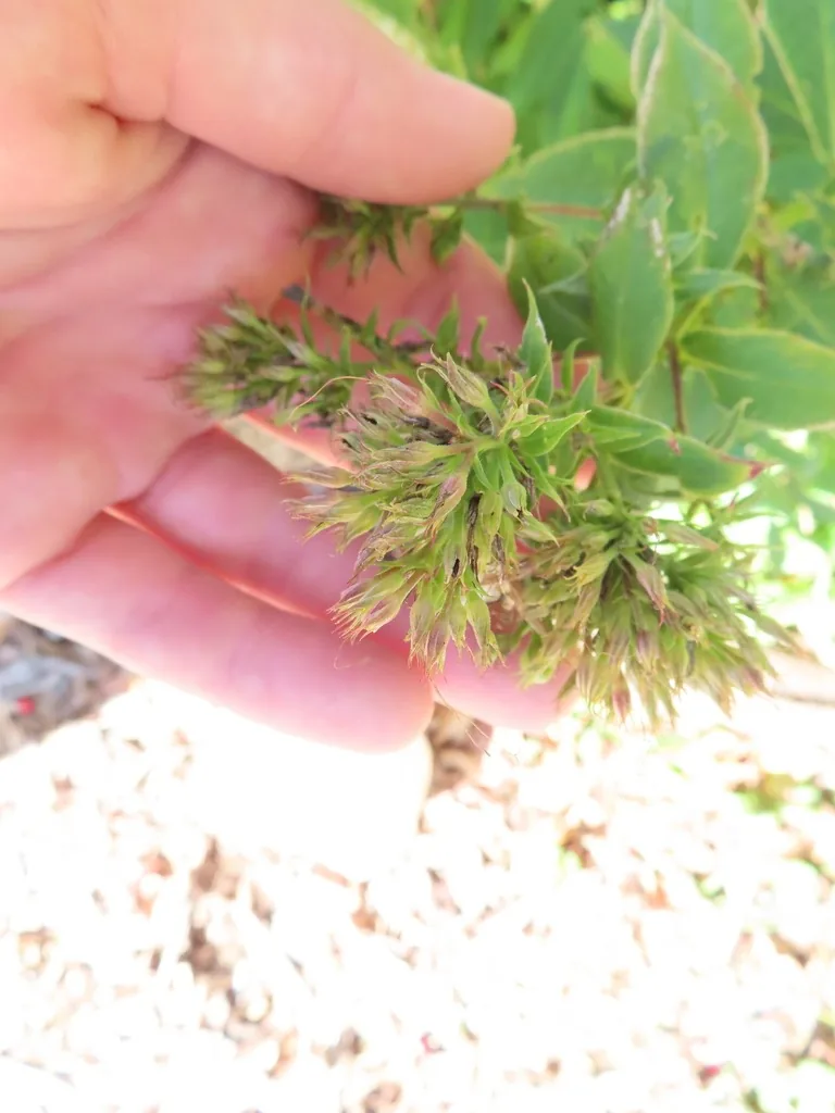 Witches' broom of dwarfed, folded honeysuckle leaves caused by honeysuckle aphids
