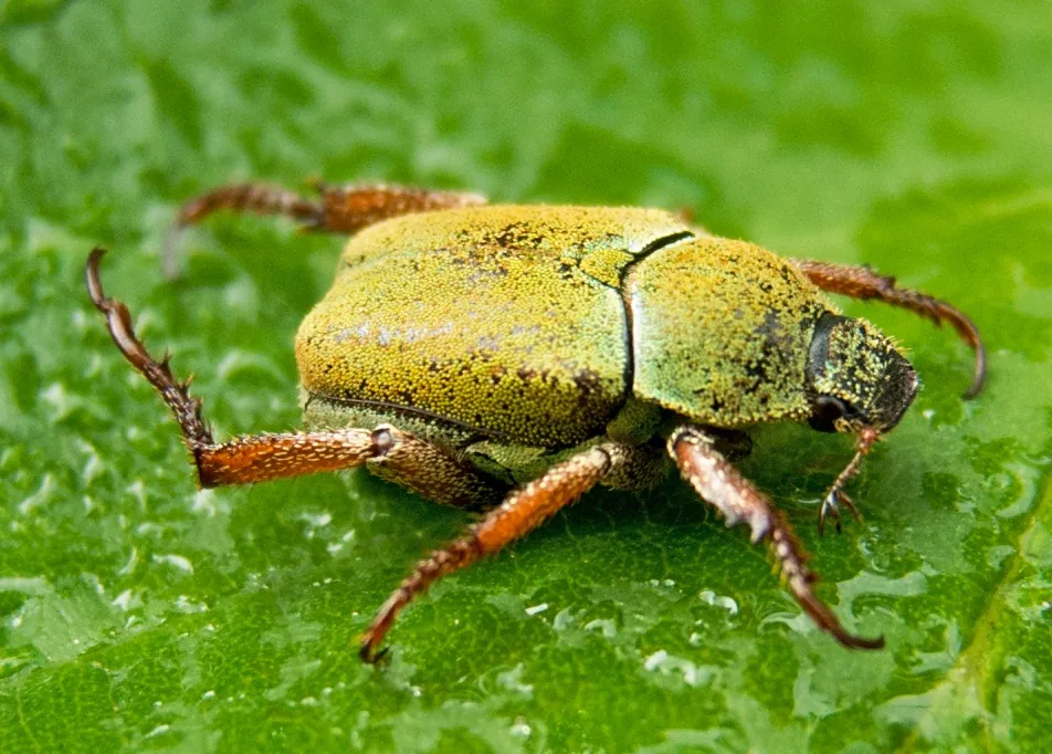 Hoplia beetle, a small scarab with yellowish wing covers and long legs, on a leaf