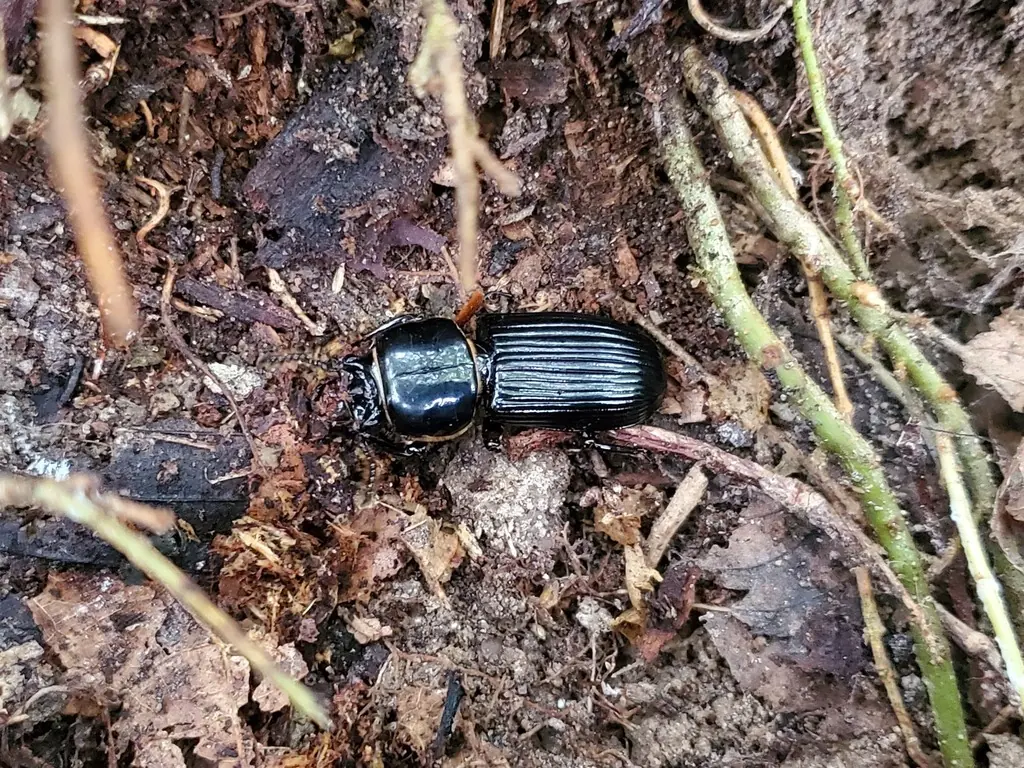 Glossy black horned passalus beetle with grooved wing covers on a rotting log