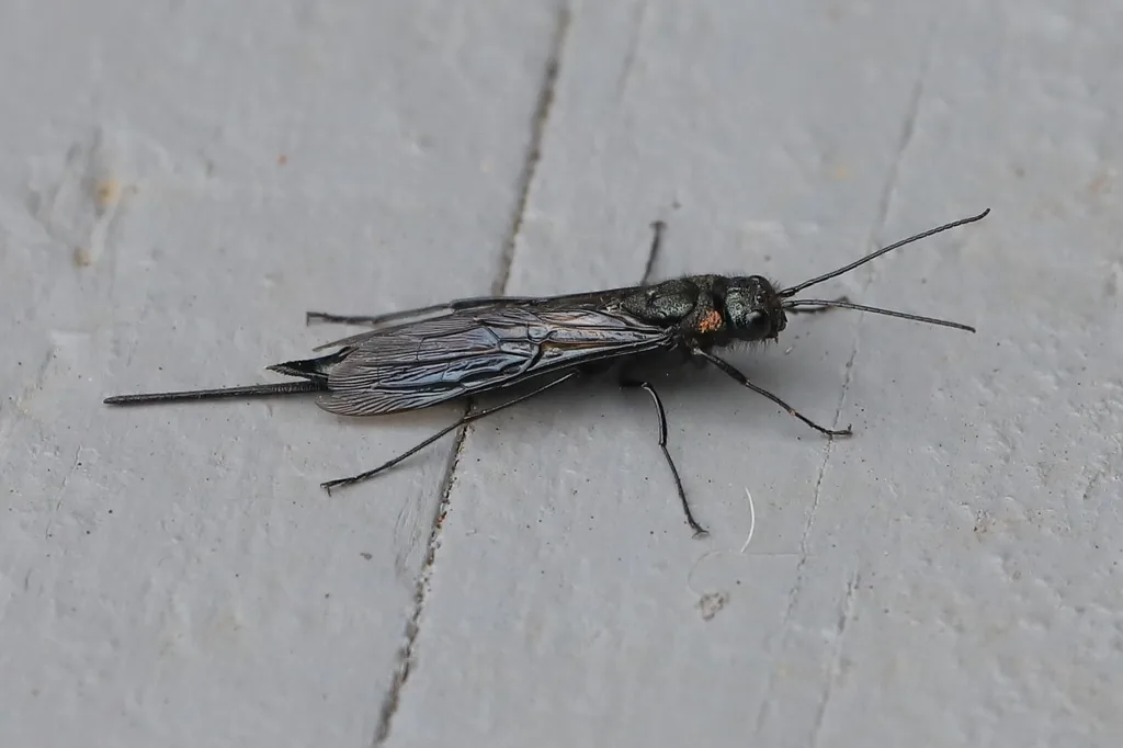 Female horntail wood wasp, a slender black wasp with smoky wings and a long tail-like ovipositor, resting on a gray painted board