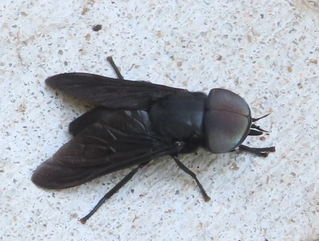 Black horse fly resting on pale concrete, with a stout black body, smoky dark wings and large dark eyes