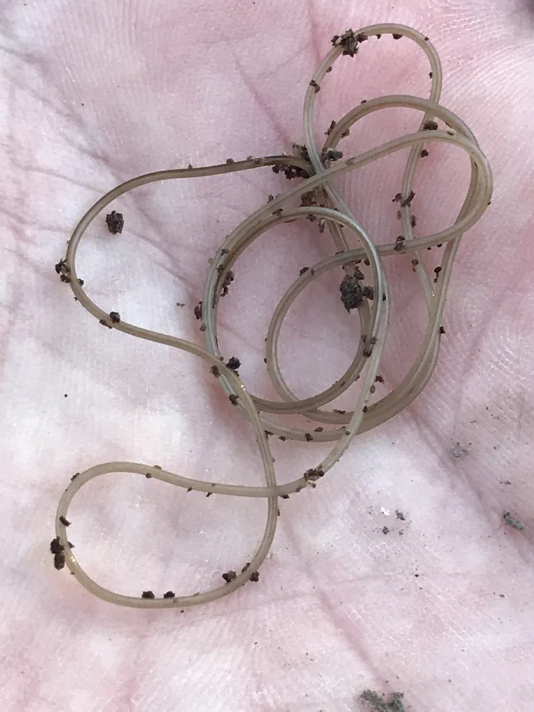 Long, thin brown horsehair worm lying in loose coils on a pale surface