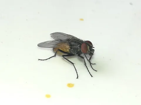 Adult house fly on a white surface