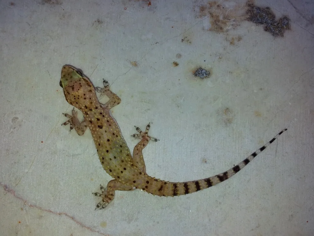Mediterranean house gecko seen from above on a pale wall, a light tan lizard speckled with dark spots and a striped, banded tail