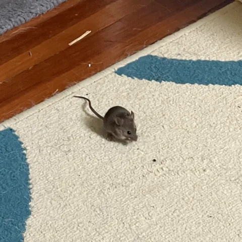 House mouse on a rug, small and gray-brown with large ears